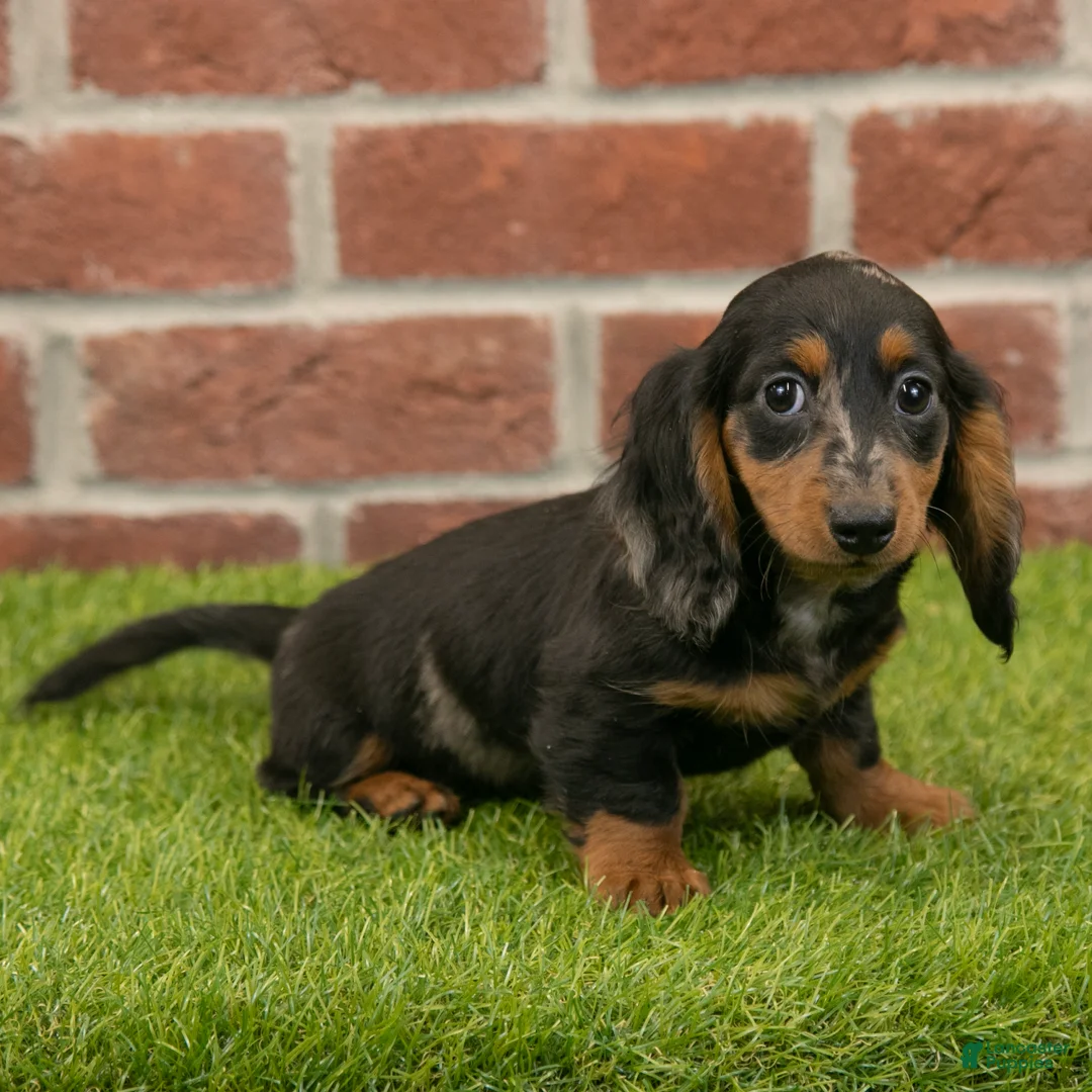 Miniature Dachshund dogs for sale: Becky - Ad 4