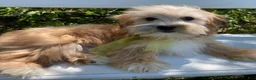 Morkie dogs for sale: Nemo - Ad 11
