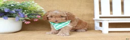 Cavapoo dogs for sale: Rowan - Ad 3