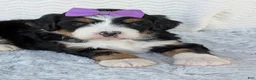 Mini Bernedoodle dogs for sale: Mini Bobbin  - Ad 23