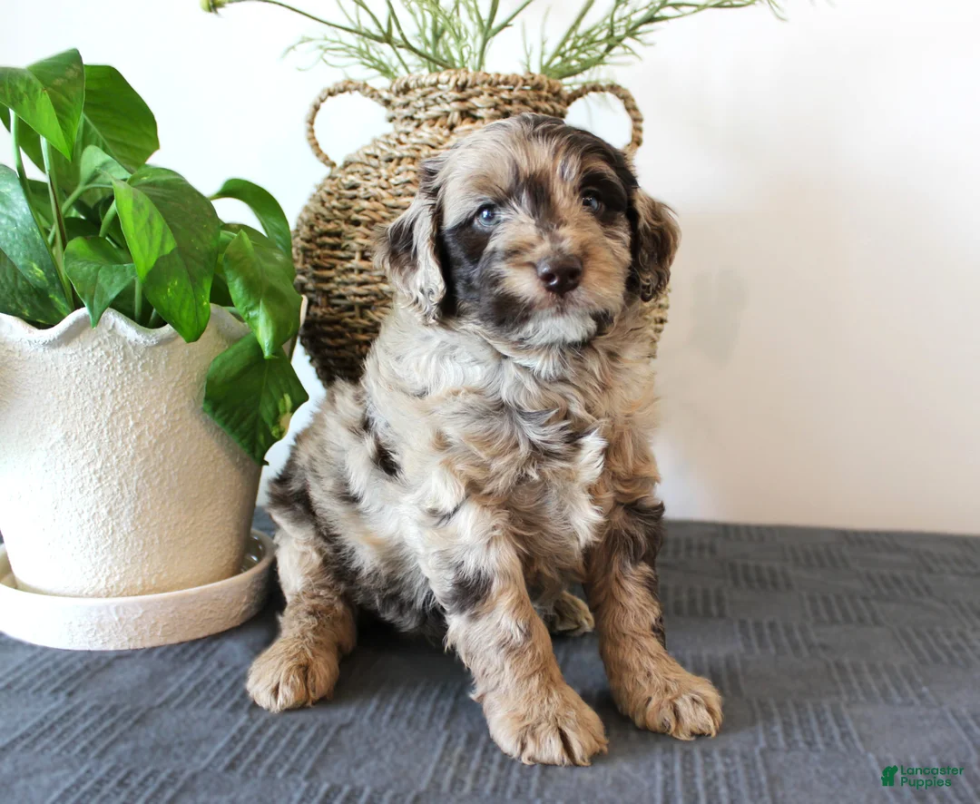 Mini Goldendoodle dogs for sale: Harvey - Ad 3