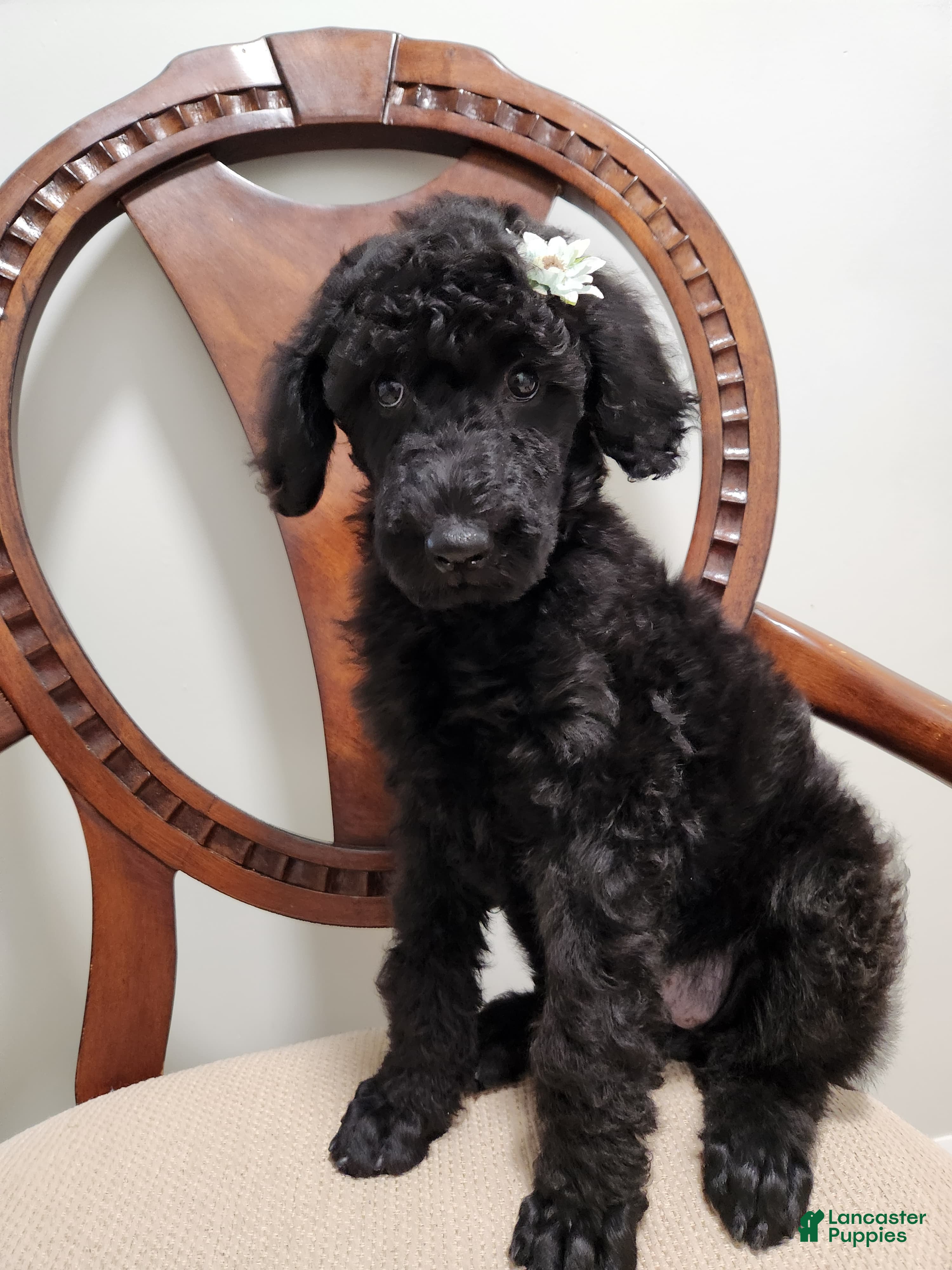 Standard Poodle dogs Aza - Ad 21