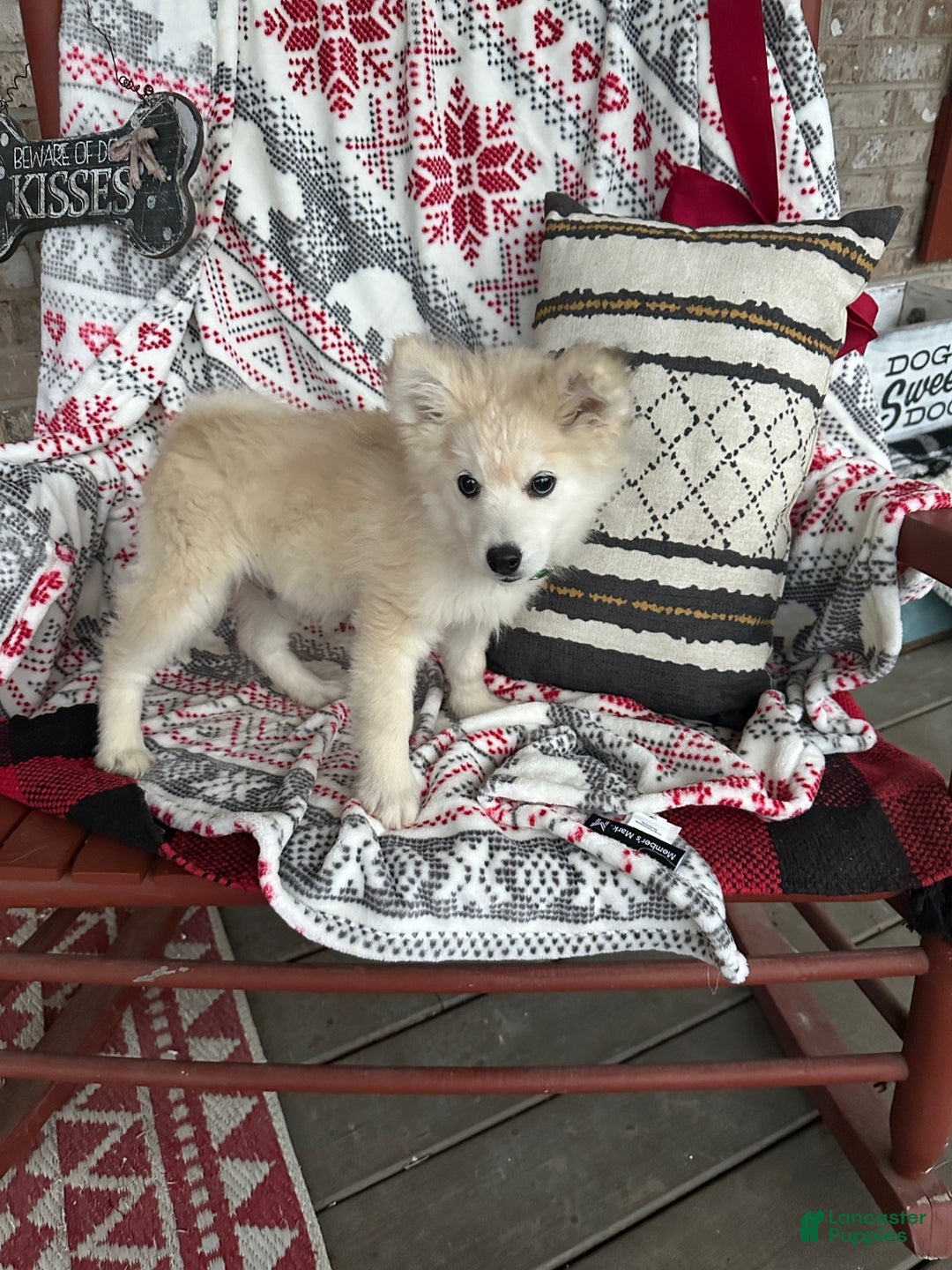 Pomsky dogs for sale: Connor - Ad 3