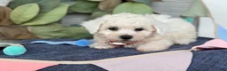 Bichon Frise dogs for sale: Elsie - Ad 7