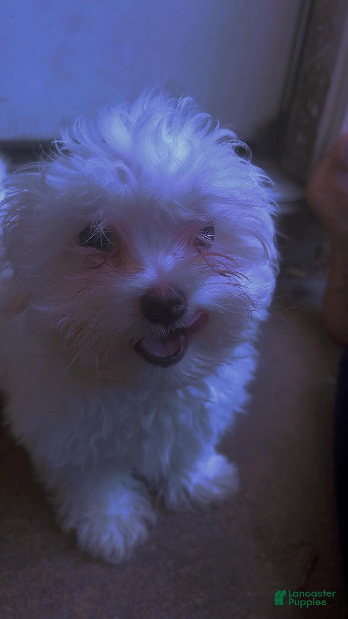 Maltese dogs Maltese Puppy 1 - Ad 4