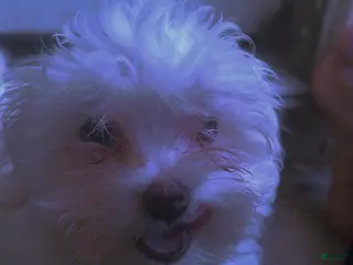 Maltese dogs Maltese Puppy 1 - Ad 4