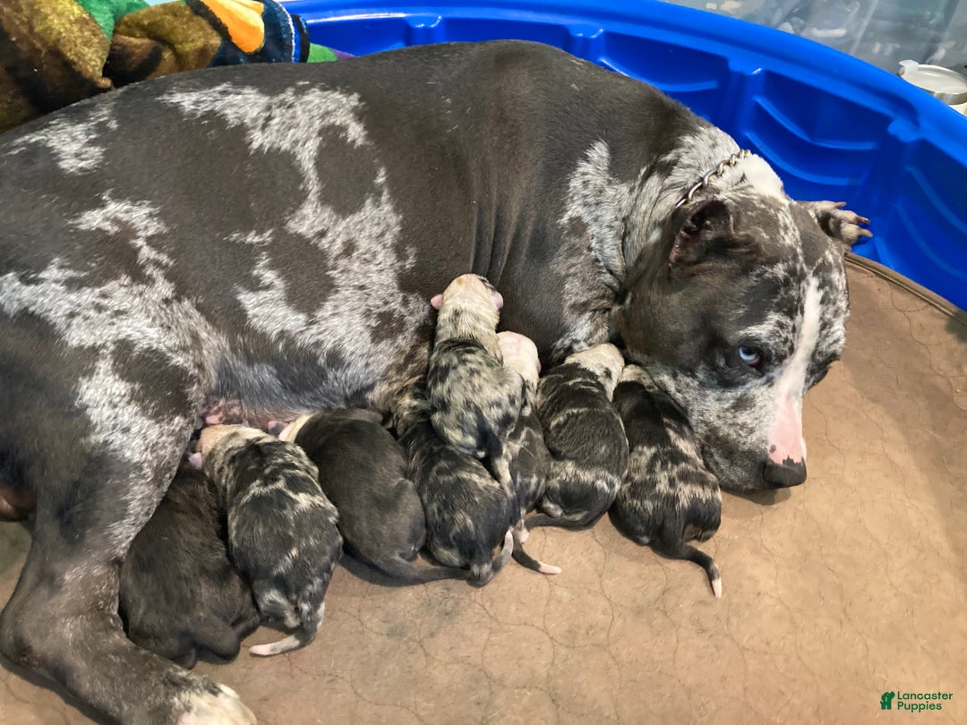 American Bully dogs for sale:  Puppy 1 - Ad 7