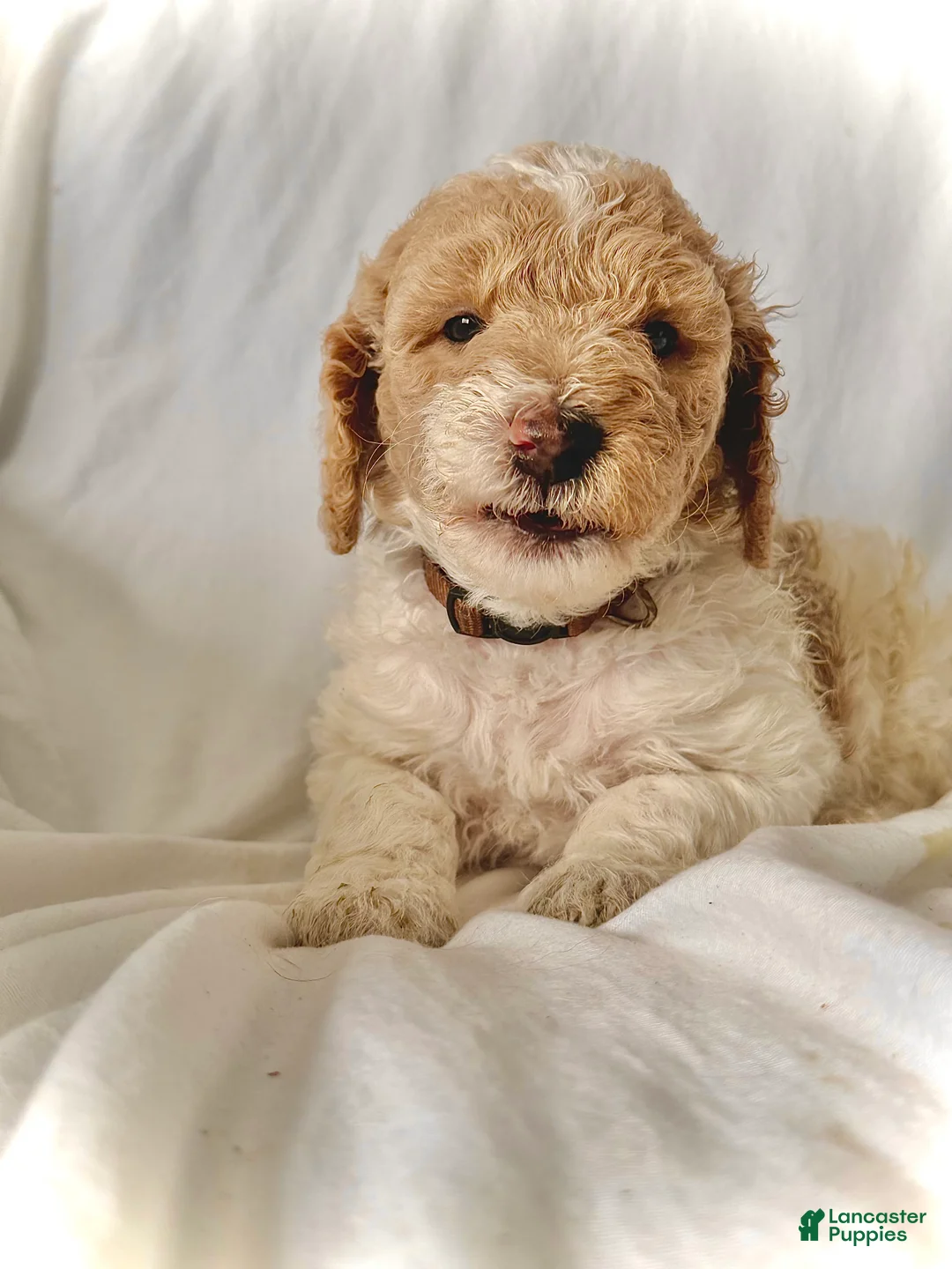 Irish Doodle dogs for sale: Winter-In home raised - Ad 1