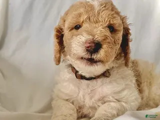 Irish Doodle dogs Winter-In home raised - Ad 1