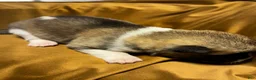 Akita dogs for sale: Aurora - Ad 6