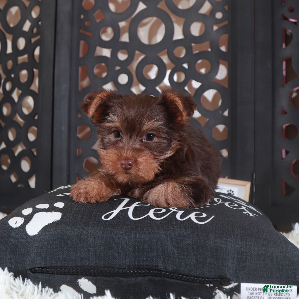 Yorkshire Terrier dogs Yorkshire Terrier Choco - Ad 24