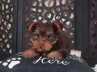 Yorkshire Terrier dogs Yorkshire Terrier Choco - Ad 39