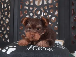 Yorkshire Terrier dogs Yorkshire Terrier Choco - Ad 31