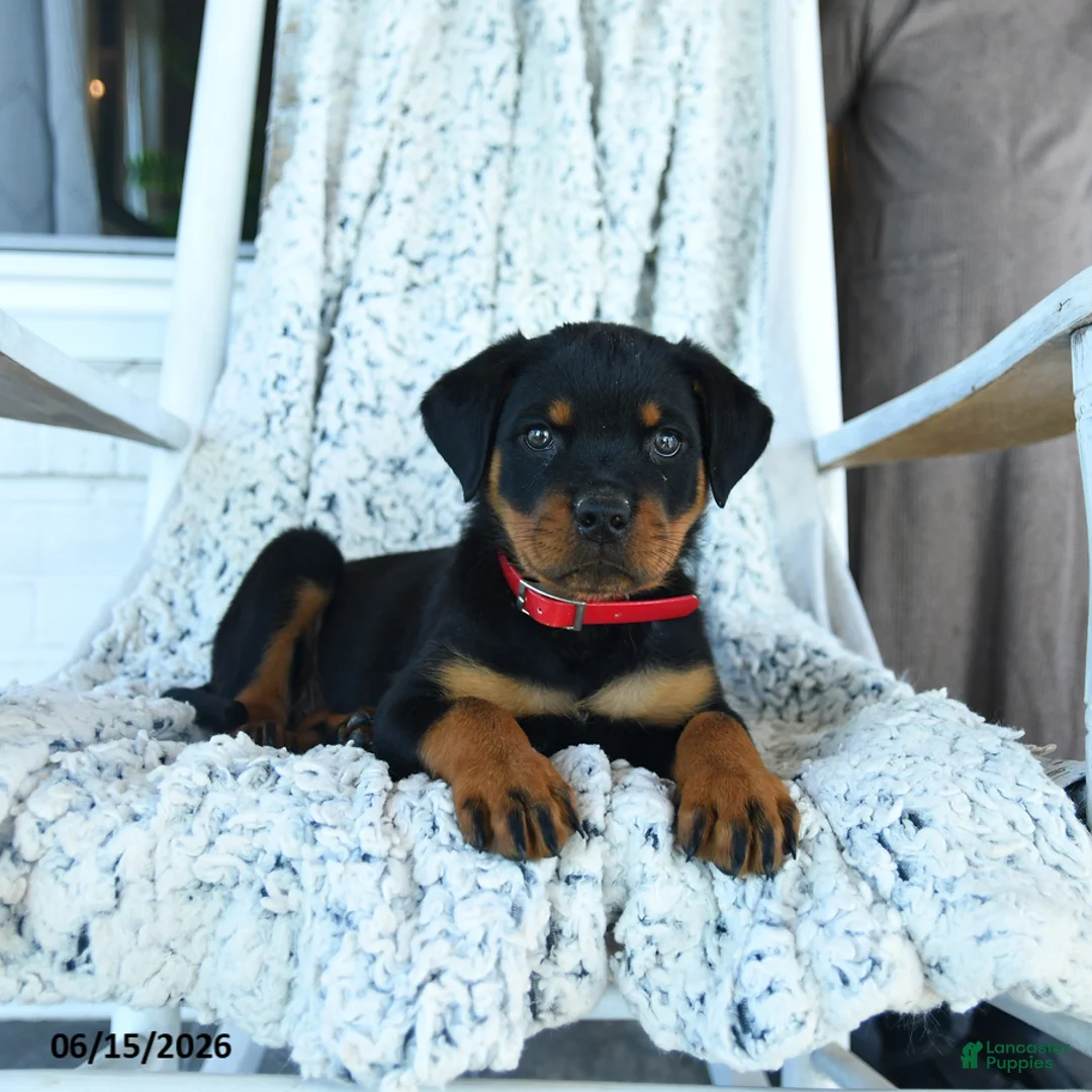 Rottweiler dogs for sale: Rusty - Ad 3