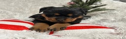 Rottweiler dogs for sale: Sidney - Ad 3