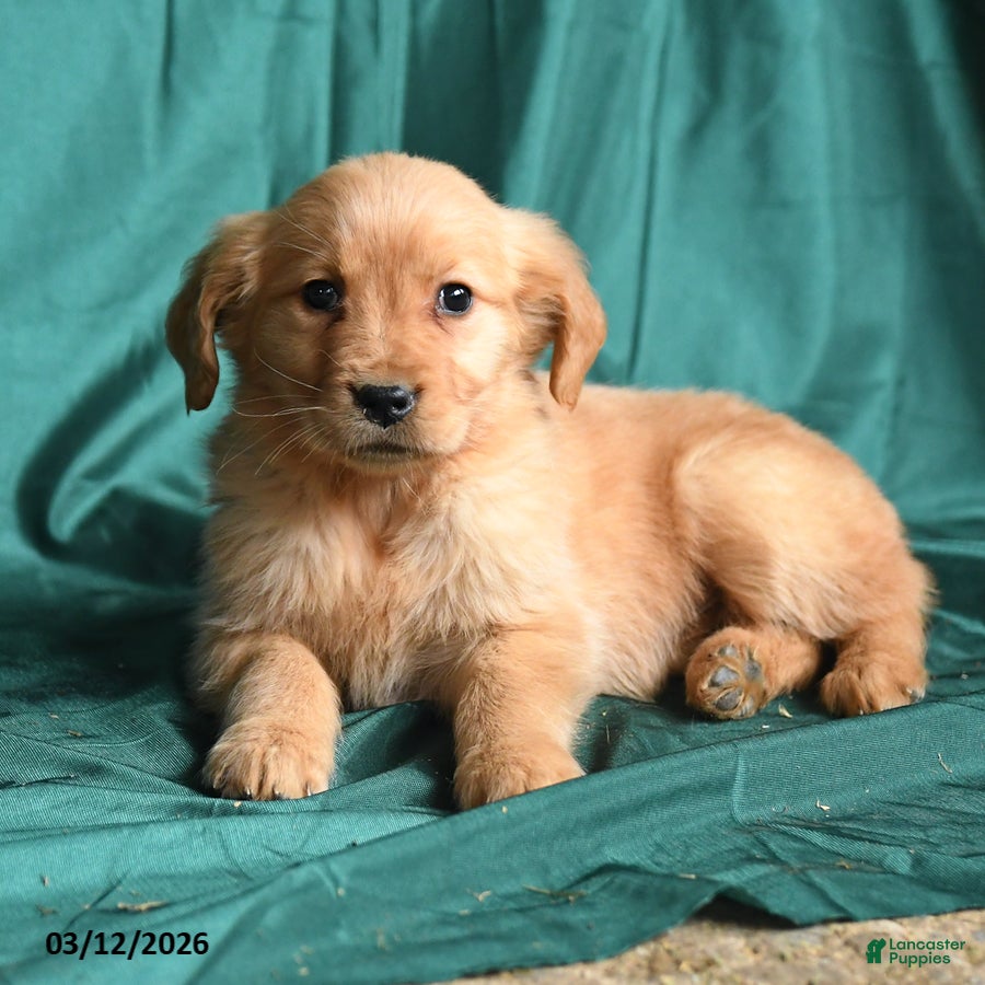 Golden Retriever dogs Sandy - Ad 2