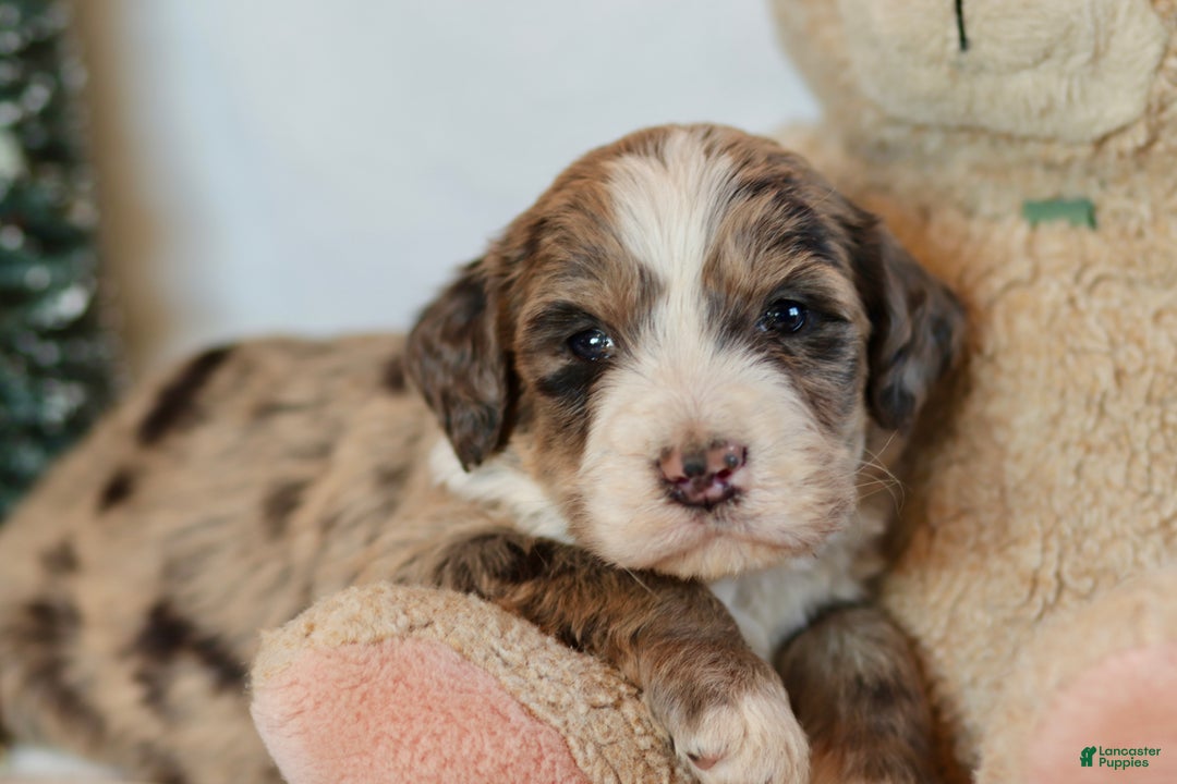 Bernedoodle dogs for sale: Alpine - Ad 2