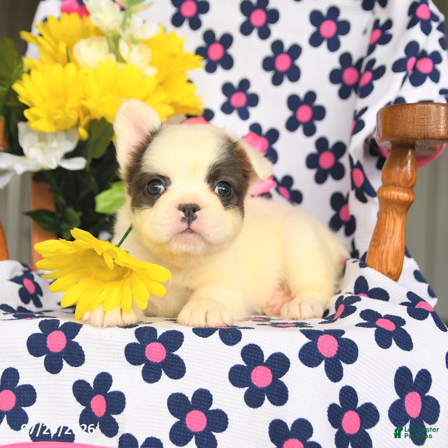 French Bulldog dogs Bunny - Ad 2