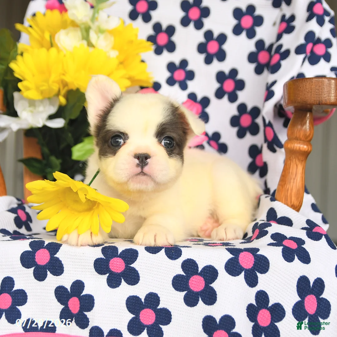 French Bulldog dogs for sale: Bunny - Ad 2