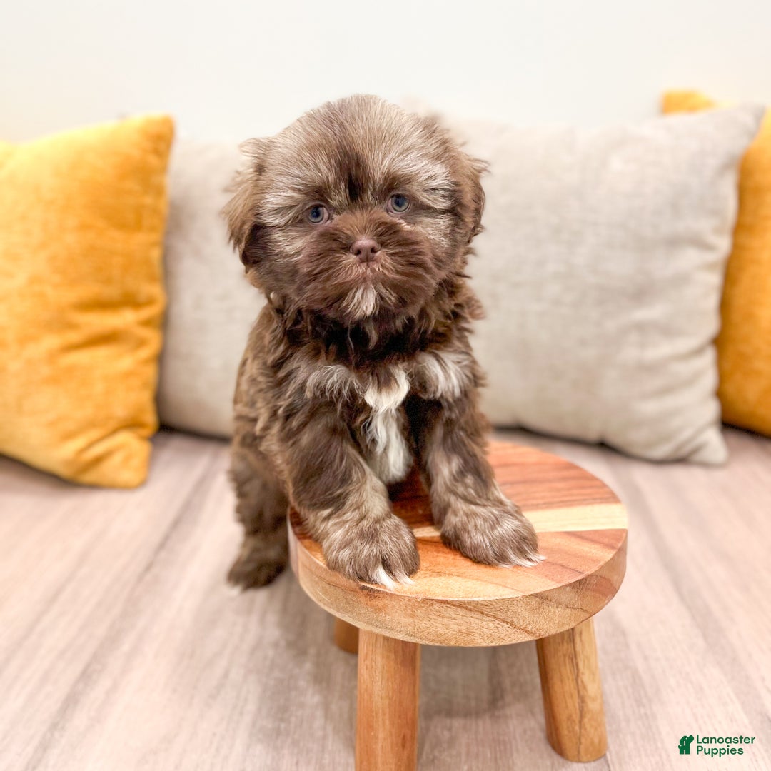 Shih Tzu dogs for sale: Ryder - Ad 8
