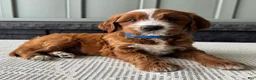Mixed Breed dogs for sale: Rusty - Ad 3