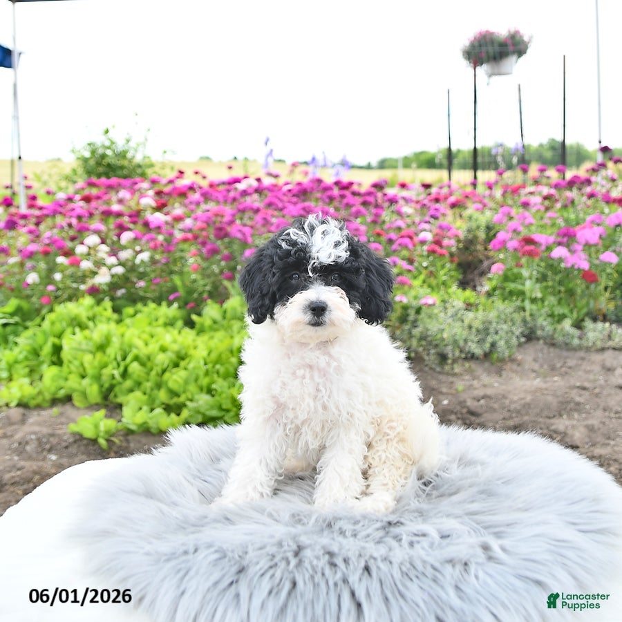 Bichpoo dogs Miss Patty - Ad 2