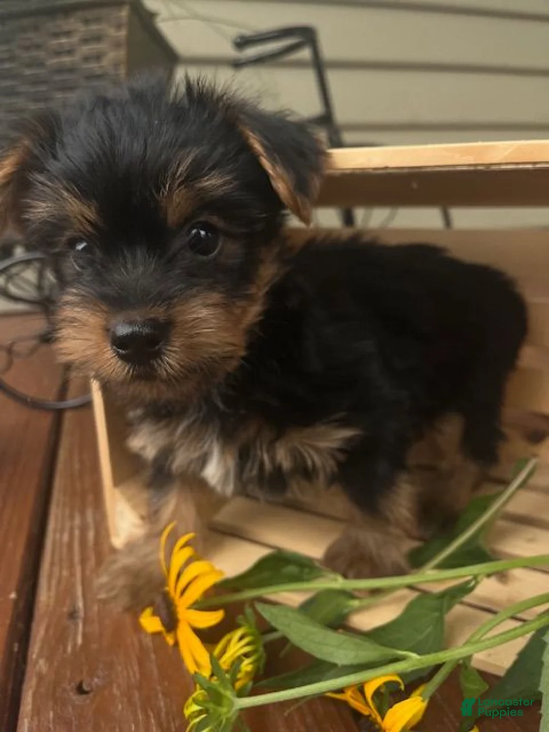 Yorkshire Terrier dogs for sale: Austin - Ad 3