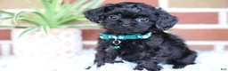 Cavapoo dogs for sale: Button - Ad 7