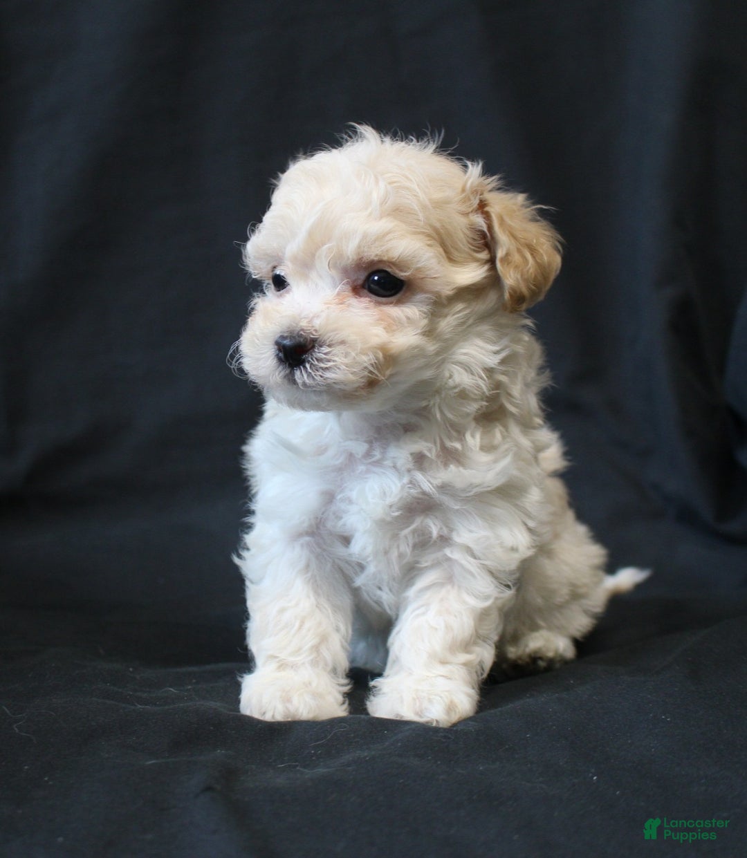 Bichpoo dogs for sale: Bernie - Ad 2
