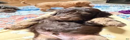 Aussiedoodle dogs for sale: Devins - Ad 4