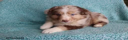 Australian Shepherd dogs for sale: Mooch  - Ad 2