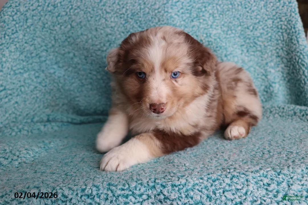 Australian Shepherd dogs for sale: Mooch  - Ad 2
