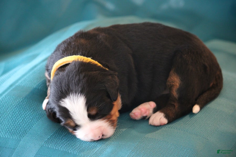Bernese Mountain Dog dogs Duke - Ad 1