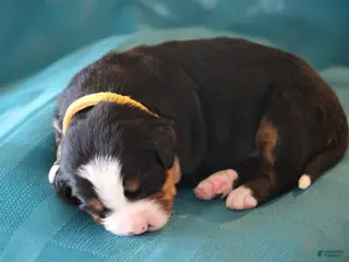 Bernese Mountain Dog dogs for sale: Duke - Ad 1
