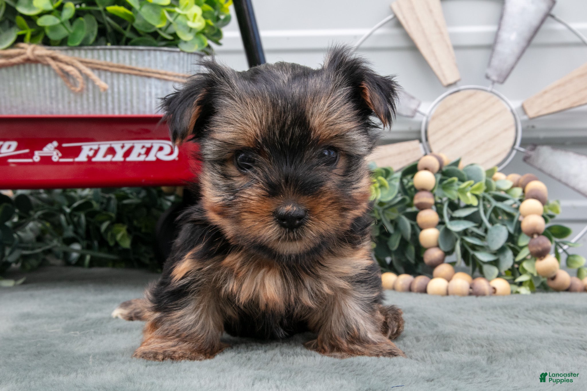 Yorkshire Terrier dogs Jinny - Ad 2