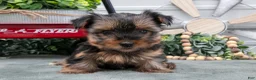 Yorkshire Terrier dogs for sale: Jinny - Ad 2