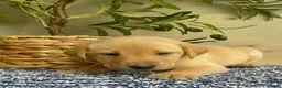 Labrador Retriever dogs for sale: Black - Ad 5