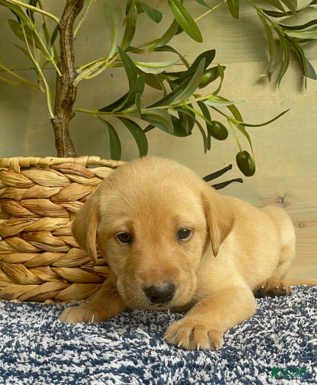 Labrador Retriever dogs for sale: Black - Ad 5