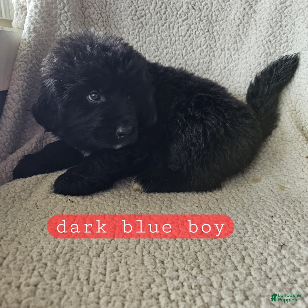 Mixed Breed dogs for sale: Bo - Ad 1