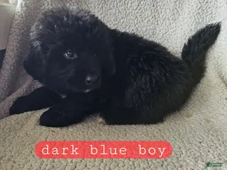 Mixed Breed dogs Bo - Ad 24