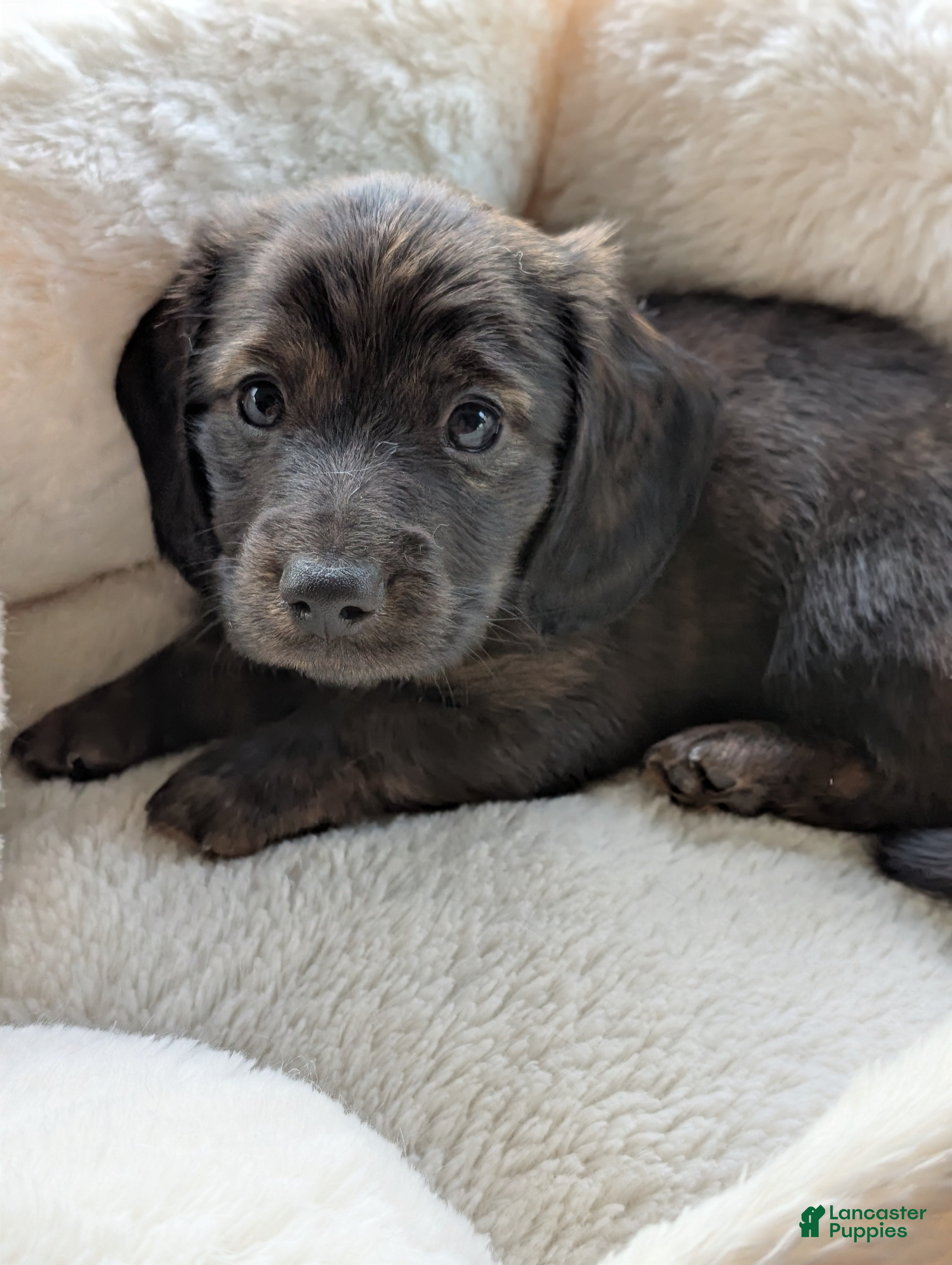 Miniature Dachshund dogs Po - Ad 1