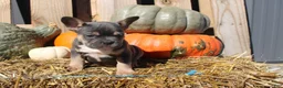 Mixed Breed dogs for sale: Tank  - Ad 3