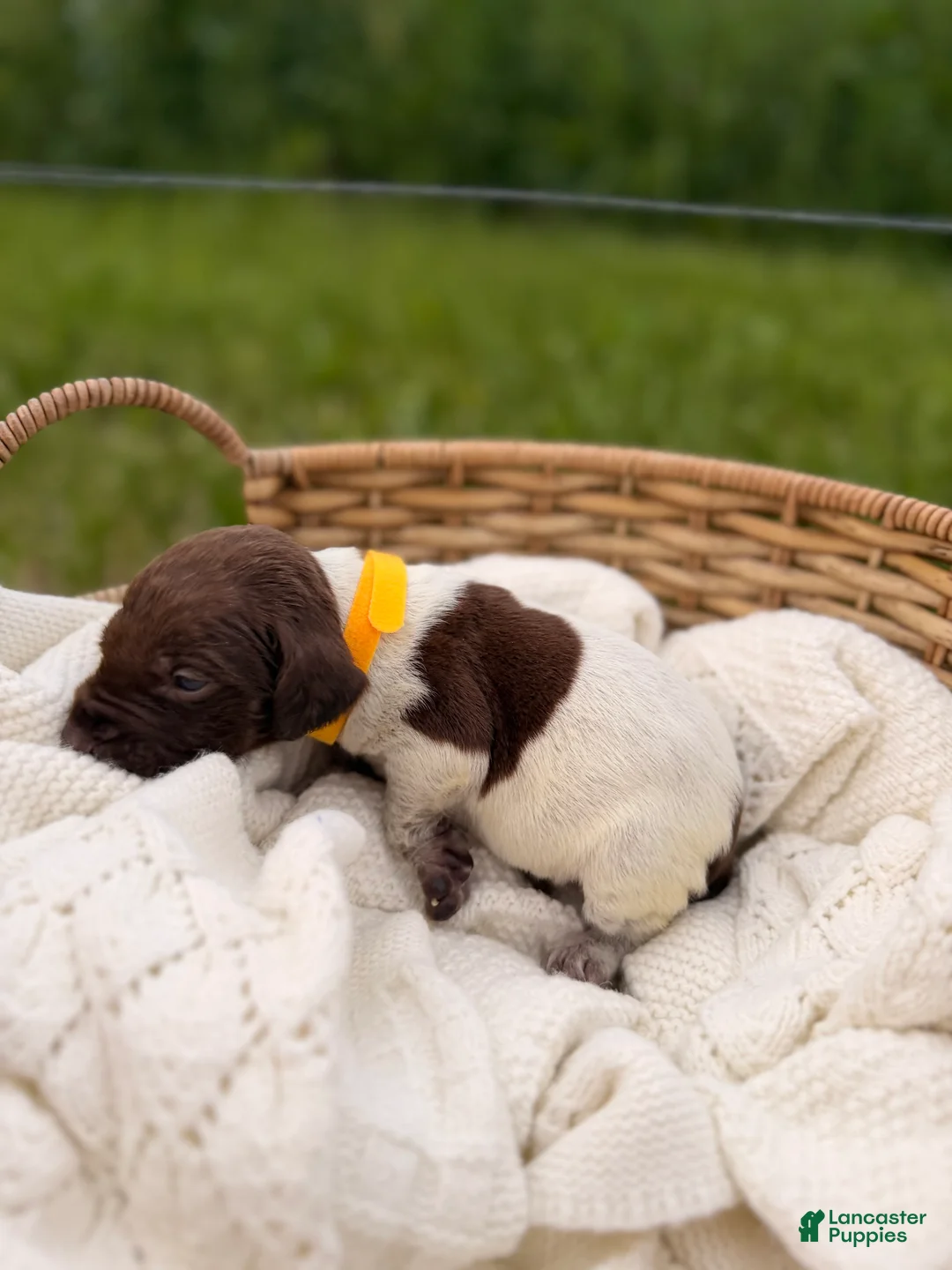 German Shorthaired Pointer dogs for sale: Olive - Ad 1