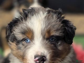 Australian Shepherd dogs Mo - Ad 36