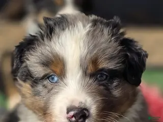 Australian Shepherd dogs Mo - Ad 35