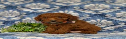 Miniature Poodle dogs for sale: Rico - Ad 5