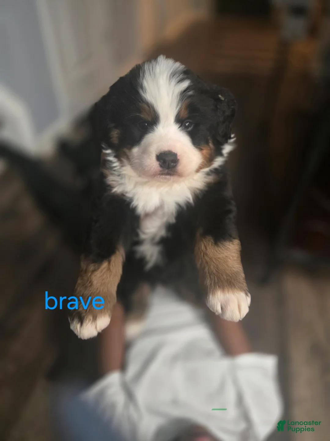 Bernese Mountain Dog dogs for sale: Brave - Ad 2
