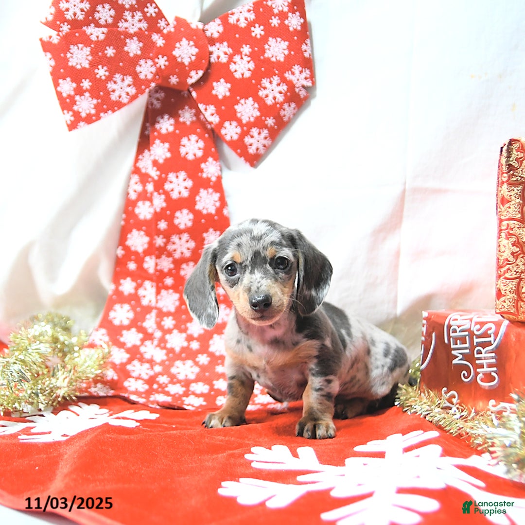 Miniature Dachshund dogs for sale: Jessa RARE COLOR - Ad 6