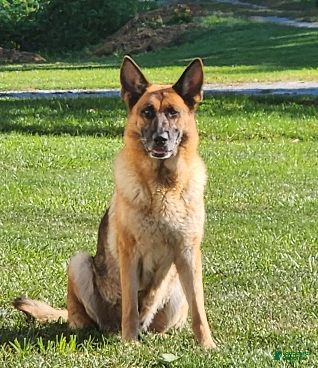 German Shepherd dogs for sale: Rusty  - Ad 4
