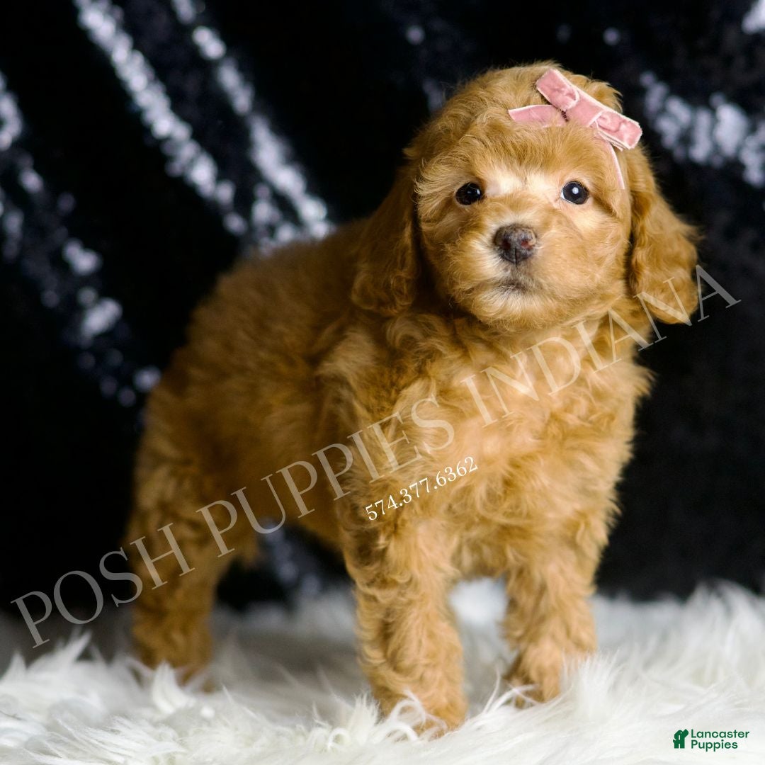 Toy Poodle dogs for sale: Bellini - Ad 5
